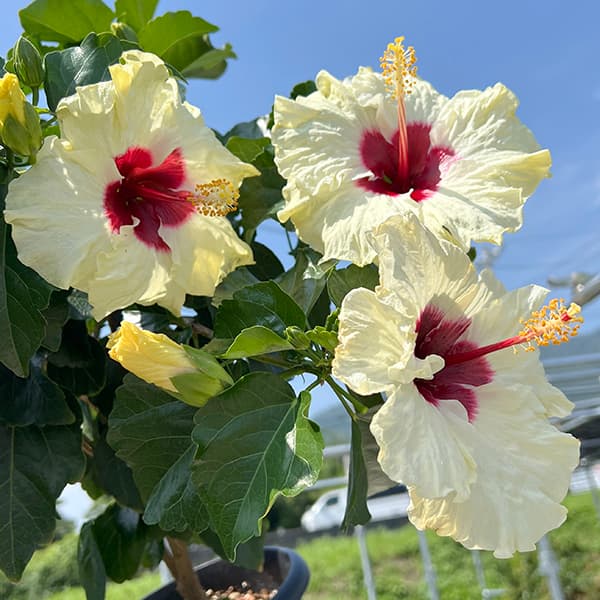 園芸ネット本店｜ハイビスカス（ニューロングライフ）：ボレアス7号