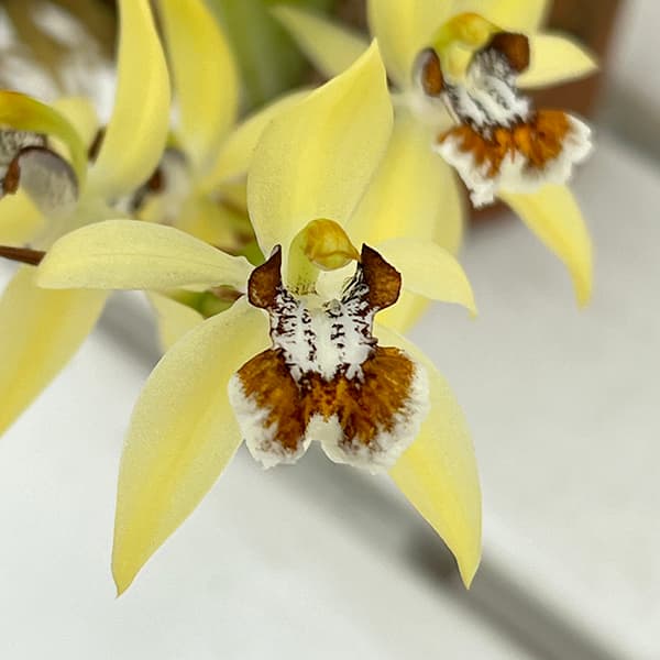 メキシコ産 サリーキンイロコガネ 24mm メキシコ産 サリーキンイロ