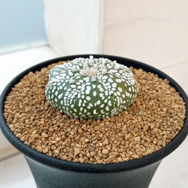 園芸ネット本店｜アストロフィツム：スーパー兜（かぶと）3号鉢植え