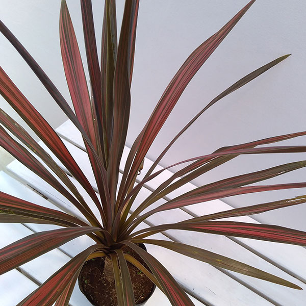 超大株！コルジリネ コーヒークラシック1.5M(鉢底から)期間限定セール