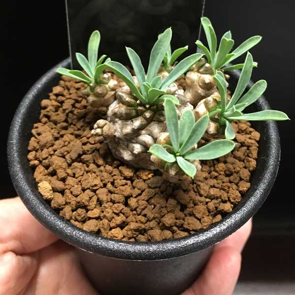 園芸ネット本店｜ユーフォルビア：峨眉山（ガビザン）2.5号鉢植え の