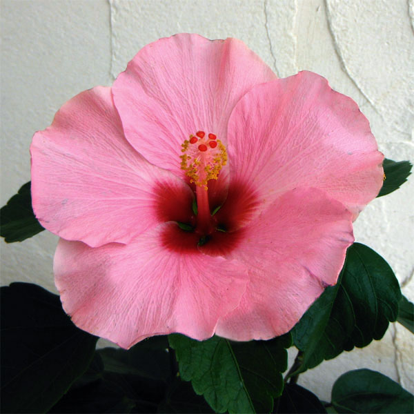 園芸ネット本店｜ハイビスカス（ニューロングライフ）：アドニス