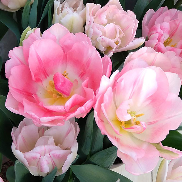 園芸ネット本店｜チューリップ：フォックストロット5号鉢植え の通販