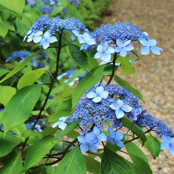 園芸ネット本店｜ヤマアジサイ：クロヒメ（黒姫）3-3.5号ポット の通販