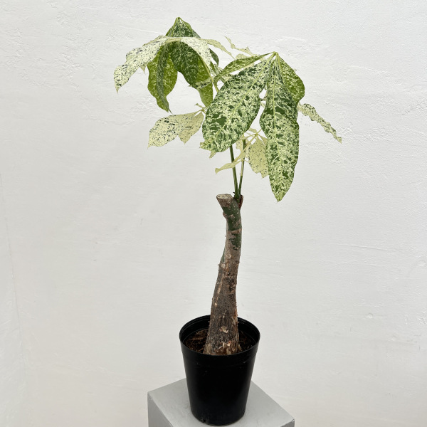 園芸ネット本店｜パキラ：ミルキーウェイ 6号25-02 の通販【公式】