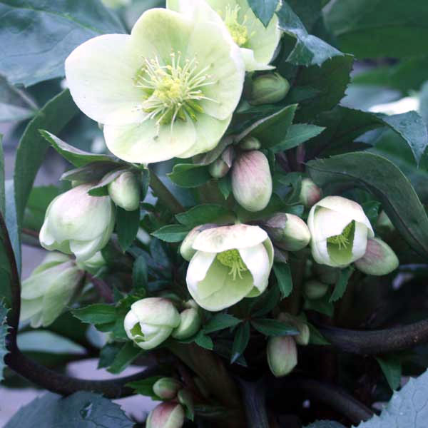 マカロンロン*様ご購入苗㉖-355クリスマスローズ マカロンロン*様ご