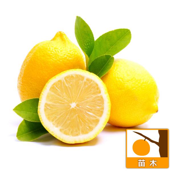 園芸ネット本店｜レモン：タネ無しレモン・シードレスあや4号ポット の