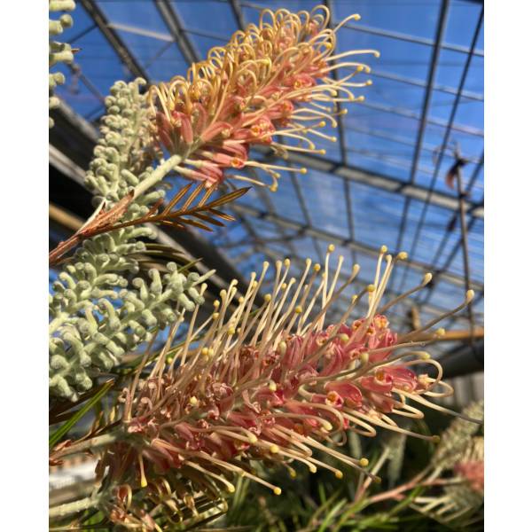 園芸ネット本店｜グレビレア：ピンクサプライズ8号鉢植え の通販【公式】