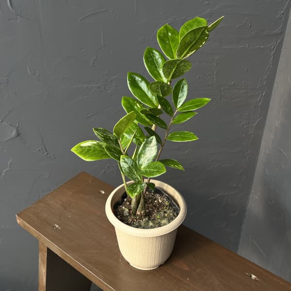 園芸ネット本店｜ザミオクルカス：ザミーフォリア（斑入り） 4号26-02