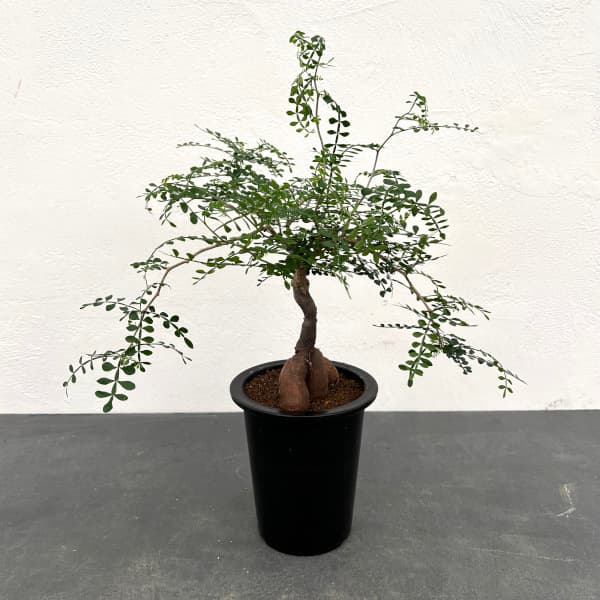 オペルクリカリア パキプス 4年株 園芸ネット本店｜[ザ・ファーム