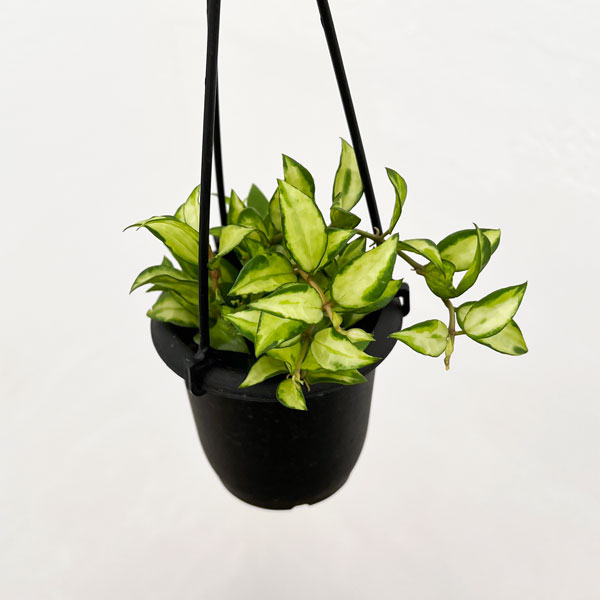 園芸ネット本店｜ホヤ：ラクノーサ ブルーノ（花芽付） 3号吊り鉢 の