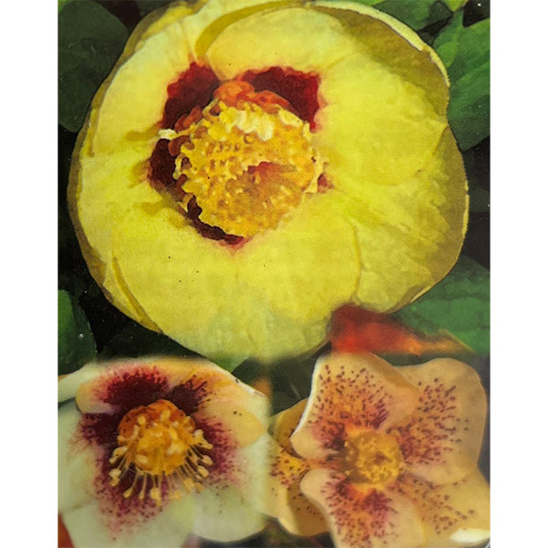 園芸ネット本店｜曽田園芸さんのクリスマスローズ：シングルゴールド系