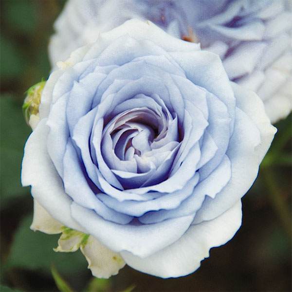 園芸ネット本店｜ハイブリッドティー：青雅（セイガ）大苗（PVP） の