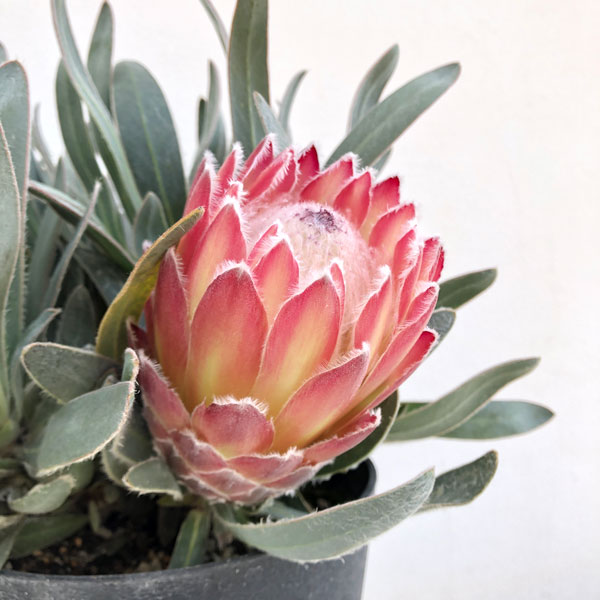 園芸ネット本店｜[ザ・ファームセレクト]プロテア：ジュリエット 5号