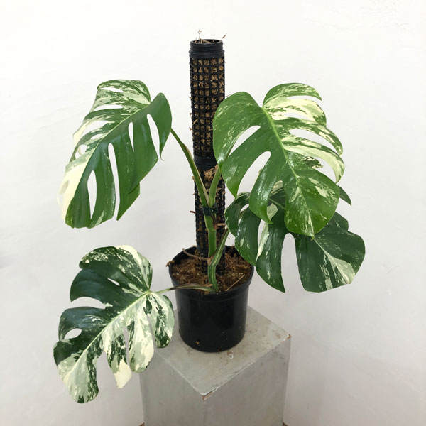 園芸ネット本店｜[ザ・ファームセレクト]モンステラ：ボルシギアナ