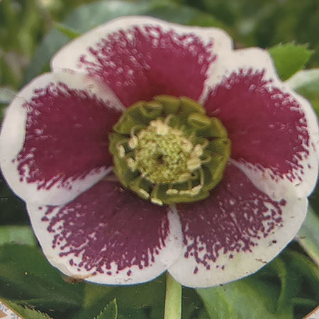 園芸ネット本店｜杉光園芸さんのクリスマスローズ：シングルホワイト