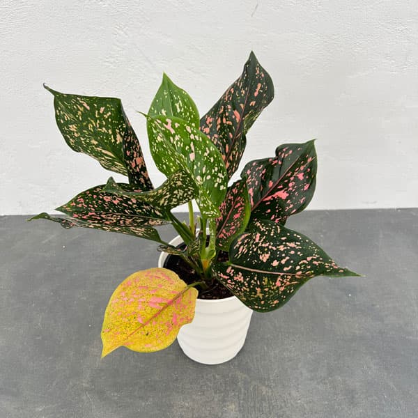 園芸ネット本店｜アグラオネマ：ラップサプテン 5号鉢植え の通販【公式】