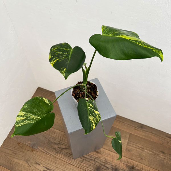 園芸ネット本店｜モンステラ：デリシオーサ イエローマリリン 4号