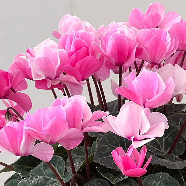 園芸ネット本店｜シクラメン：ツヴァイ シャワーピンク4号鉢植え の