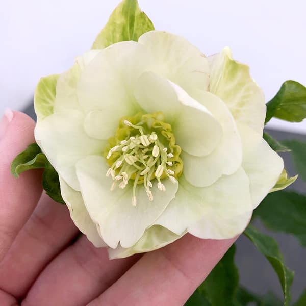 園芸ネット本店｜若泉ファームさんのクリスマスローズ：25-01