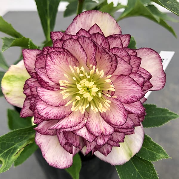 園芸ネット本店｜曽田園芸さんのクリスマスローズ：25-17多弁系ダブル