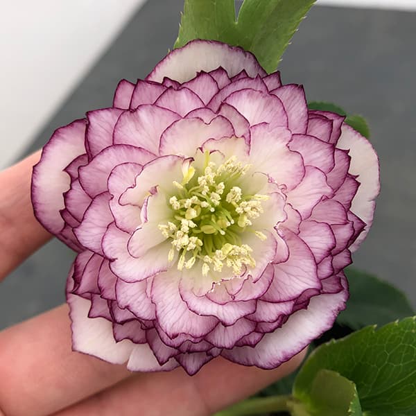 園芸ネット本店｜曽田園芸さんのクリスマスローズ：25-18多弁系ダブル