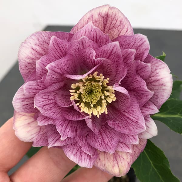 園芸ネット本店｜曽田園芸さんのクリスマスローズ：25-27大輪系ダブル