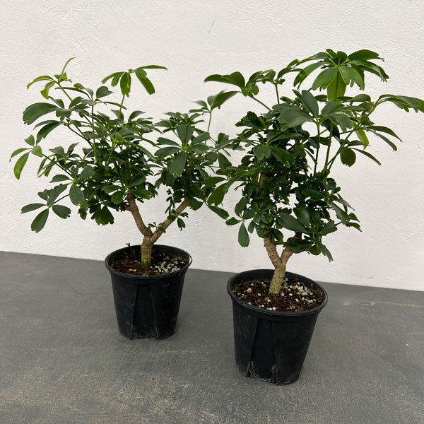 園芸ネット本店｜シェフレラ：レナータ 3.5号鉢植え の通販【公式】