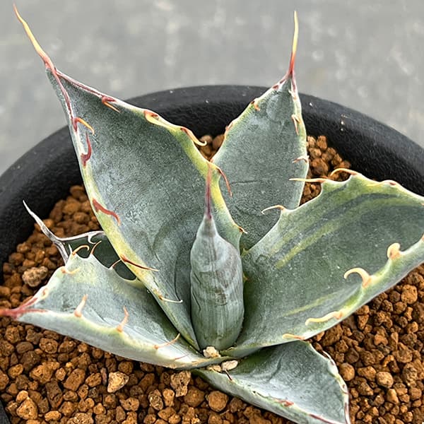 園芸ネット本店｜アガベ ：パラサナ ファイヤーボール 3号ポット の