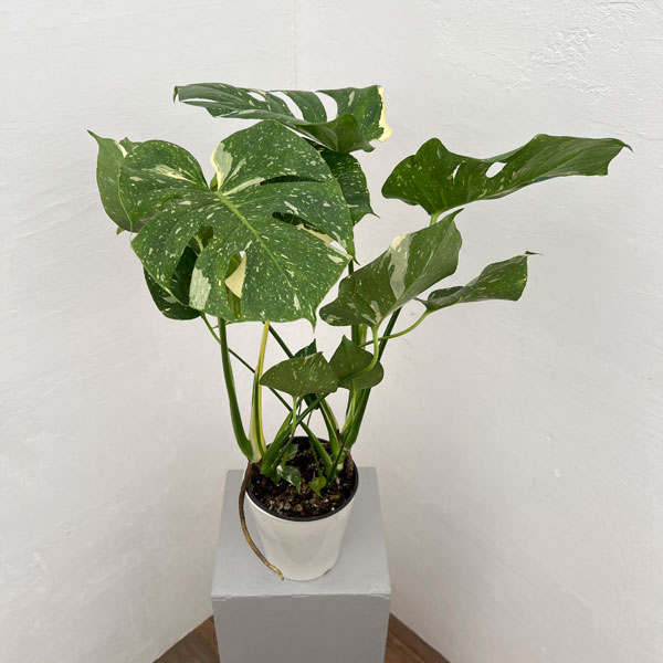 園芸ネット本店｜モンステラ：タイコンステレーション（散斑） 5号