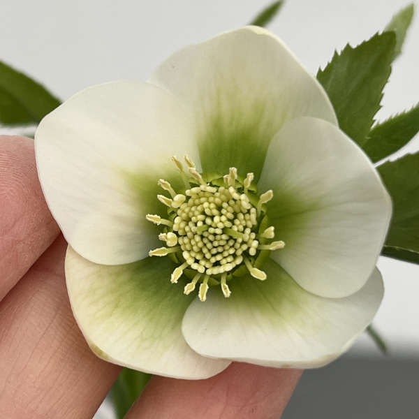 園芸ネット本店｜横山園芸さんのクリスマスローズ：プチドール25-11