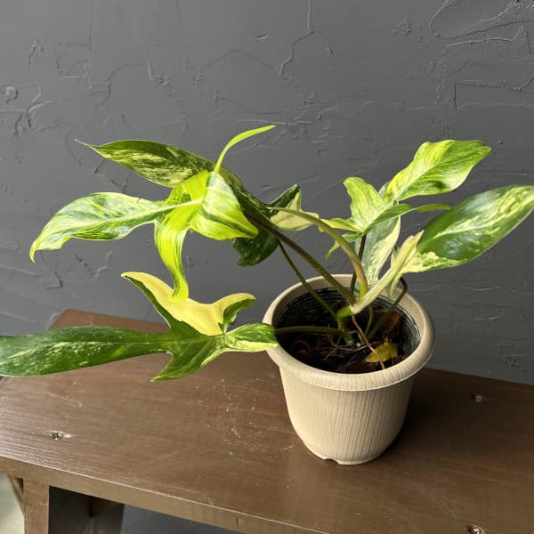 園芸ネット本店｜[ザ・ファームセレクト]フィロデンドロン：フロリダ