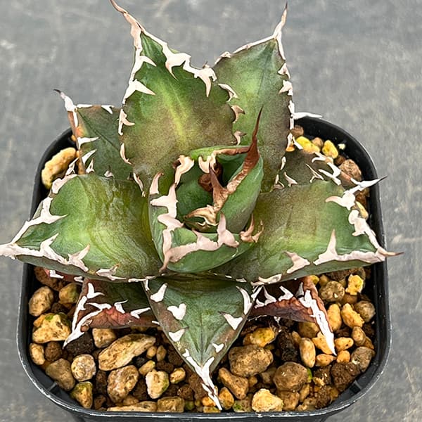 アガベ チタノタ 白鯨3株+霸王竜3株+ブラックファイヤー3株 アガベ