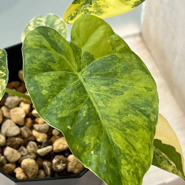 園芸ネット本店｜（わけあり特価）アロカシア：マクロリザ オーレア