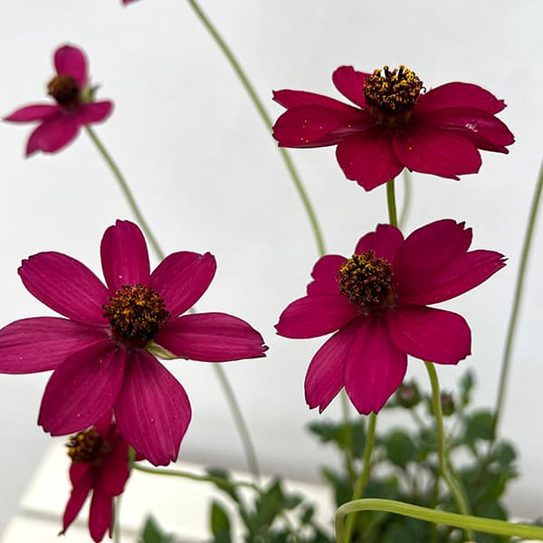 園芸ネット本店｜チョコレートコスモス：チェリーチョコレート3.5号