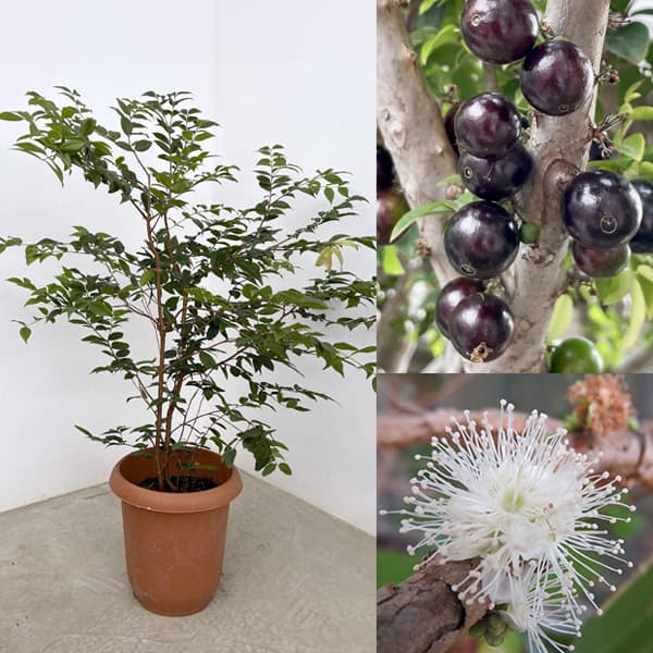 園芸ネット本店｜ジャボチカバ 8号鉢植え の通販【公式】