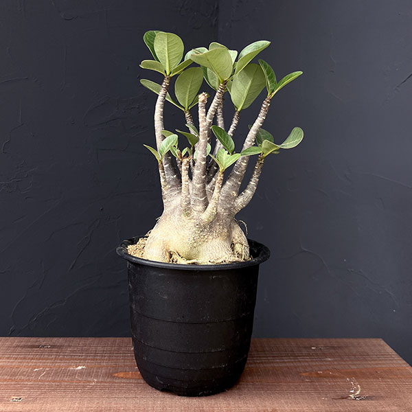 園芸ネット本店｜[ザ・ファームセレクト]アデニウム ：アラビカム