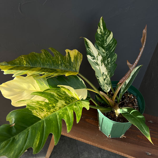 く*ま様 5 フィロデンドロン キャラメルマーブル 斑入り観葉植物 観葉