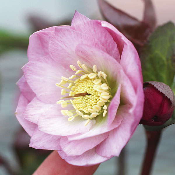 園芸ネット本店｜クリスマスローズ：ミスティローズダブル3号ポット の