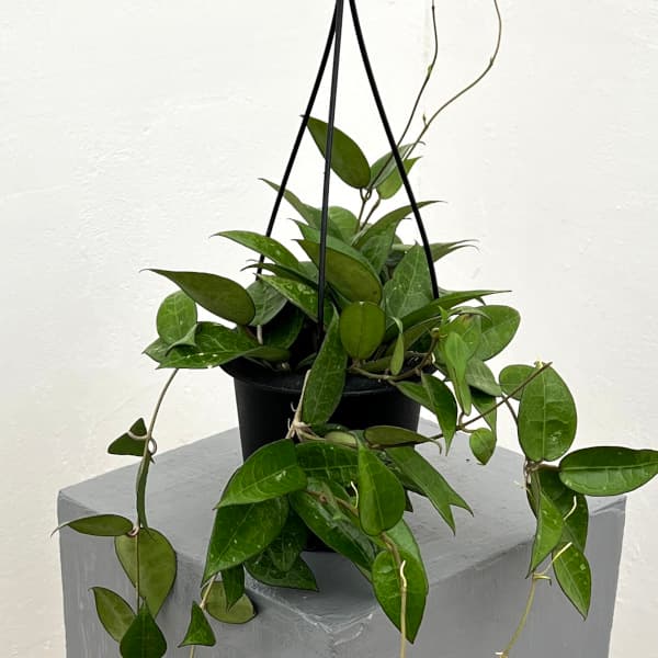 園芸ネット本店｜ホヤ：パラシティカ ブラックエッジ 4号吊り鉢* の