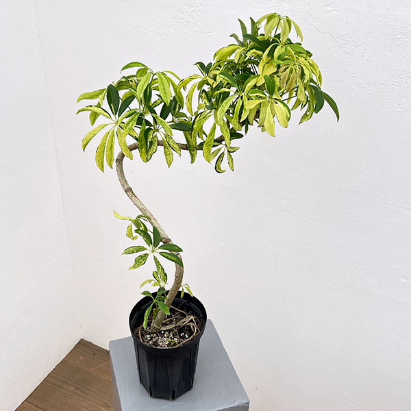 園芸ネット本店｜シェフレラ：アングスティフォリア 斑入り 5号鉢植え