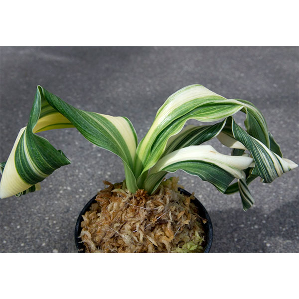 園芸ネット本店｜オモト（万年青）：仙寿の舞(せんじゅのまい) 直径6.5