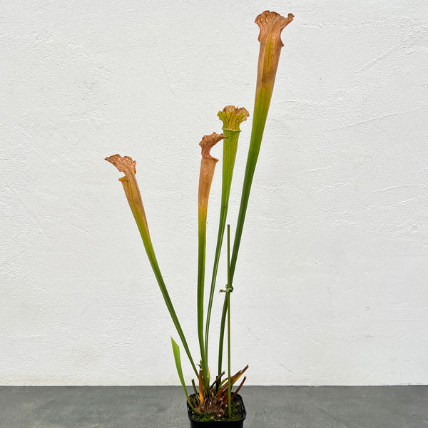 園芸ネット本店｜（わけあり特価）サラセニア：HFC-202502-066 3号