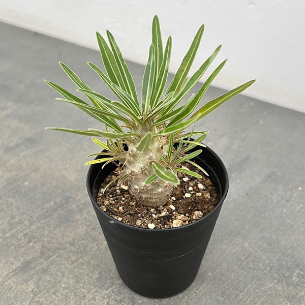 園芸ネット本店｜パキポディウム：グラキリス（実生苗） 3号ポット の