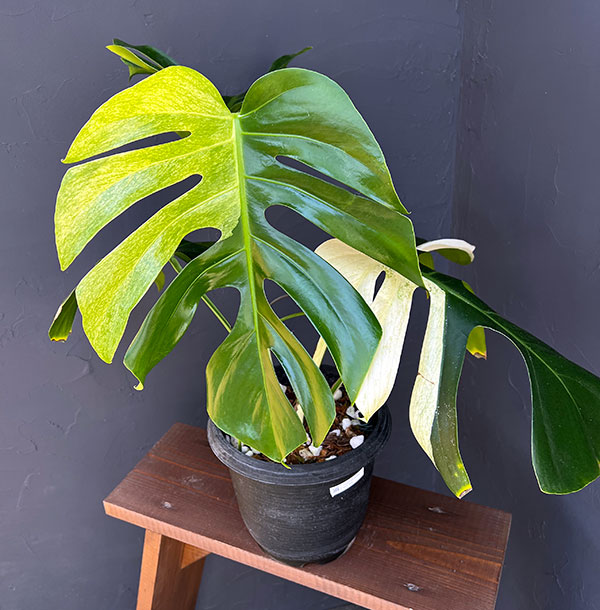 園芸ネット本店｜モンステラ：ボルシギアーナ ミント 6号鉢植え の通販