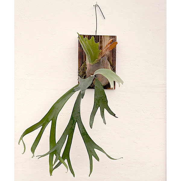 園芸ネット本店｜ビカクシダ（コウモリラン）：ウィリンキー 板付け25