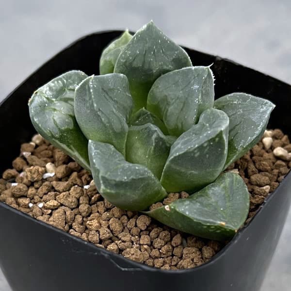 園芸ネット本店｜ハオルチア：ムチカ 2.5号鉢植え の通販【公式】