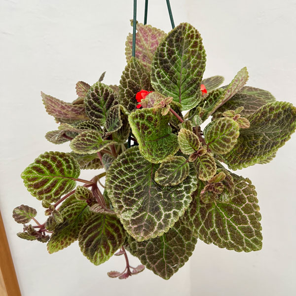 園芸ネット本店｜エピスシア：クプレアータ タートル 5号吊り鉢 の通販