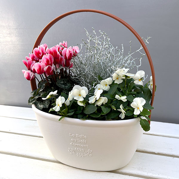 園芸ネット本店｜季節のミニ寄せ植え：ビオラももか みるくももか