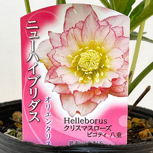 園芸ネット本店｜高正園さんのクリスマスローズ：ダブル ピコティ4.5号